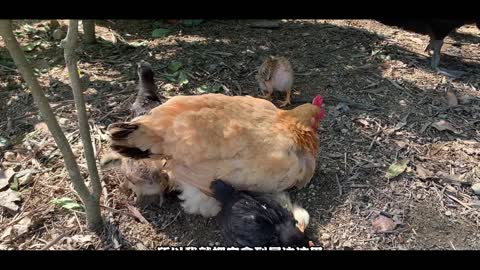 Hen and chicken baby