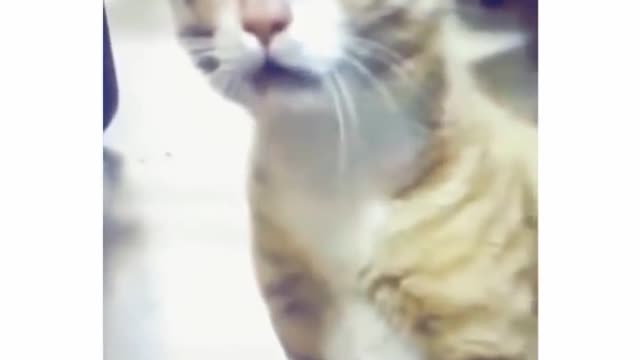 Funny Cats 😹 - Don't try to stop laugh 🤣 - Cats In Funny