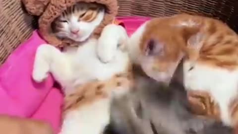 Funny & Cute Cats Compilation (TikTok) #shorts 😻