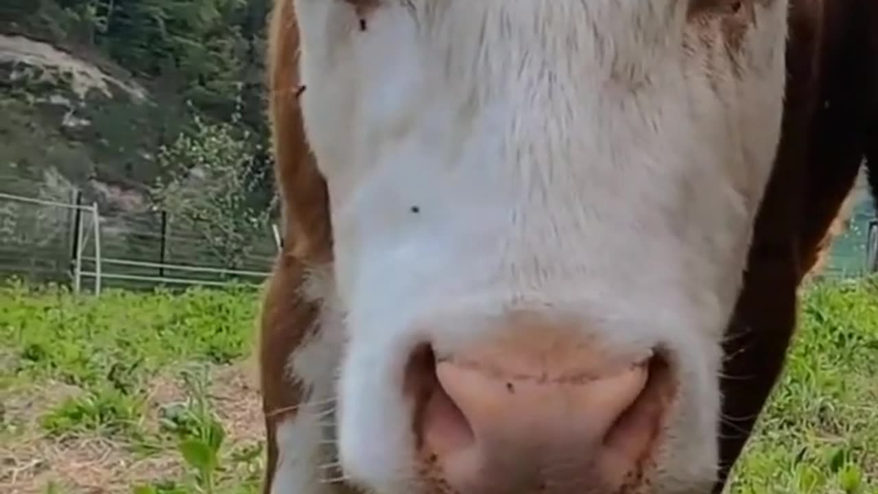 CUTE LITTLE ANIMALS, Animal Sounds, Funny farm animals