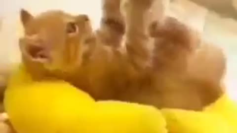 Baby Cats - Cute and Funny Cat Videos Compilation #57 || Exlamation Animals