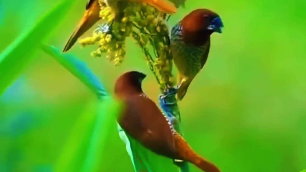 Beautiful Birds || Group Of Birds Flying Formation At Edge Of Flowing River