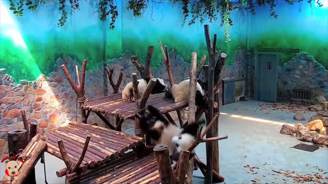Cute panda video collection