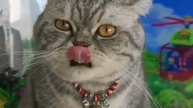 cat eating treats