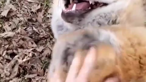 Fox laugh