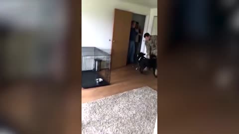 Jokes DOGS MEET OWN HOSTS AFTER DIVISION