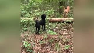 Poodle still rules over Malinois