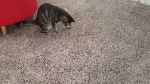 My cat playing with a grasshopper