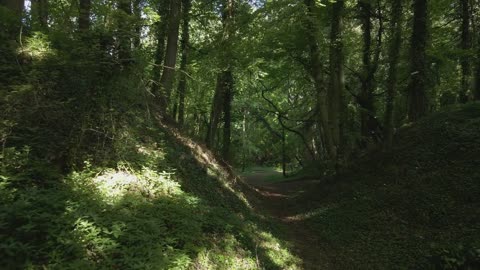 deep mountain forest