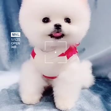 Cute Little Dog found in Dirt