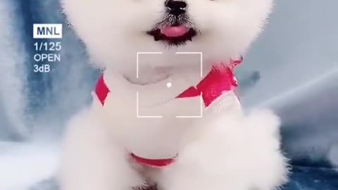 Cute Little Dog found in Dirt