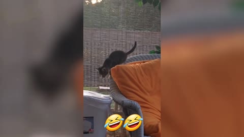 Try Not to LAUGH | Cat Fails