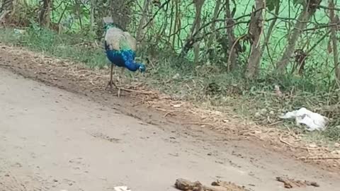 Beautiful Peacock searching some food in moonwalk style.