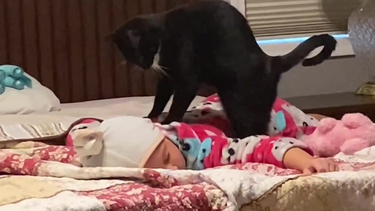 Cat: “can we help you?”