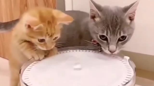 Baby Cats 😻 - Cute and Funny Cat Short Videos Compilation #21 | Aww Cats #cat