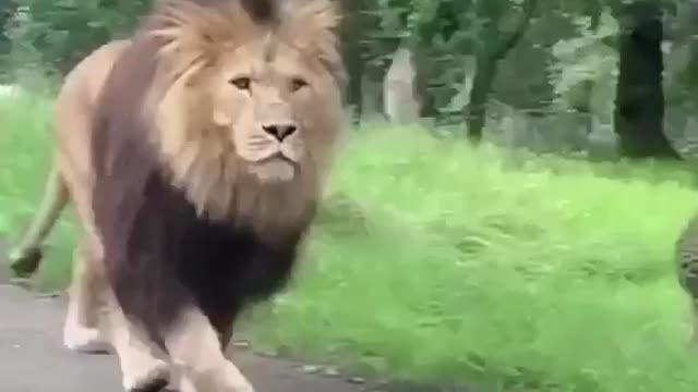 Terrific experience when Lion strolls past on the road