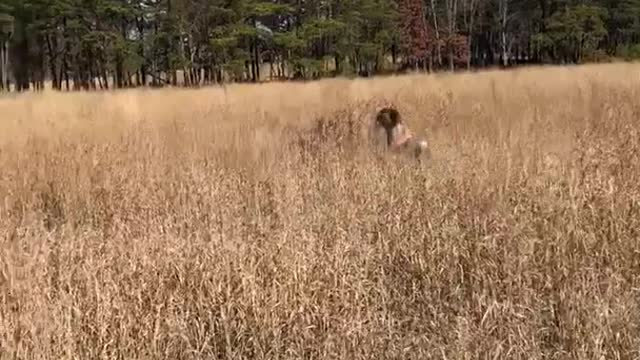 Black spotted dog in orange harness runs in field