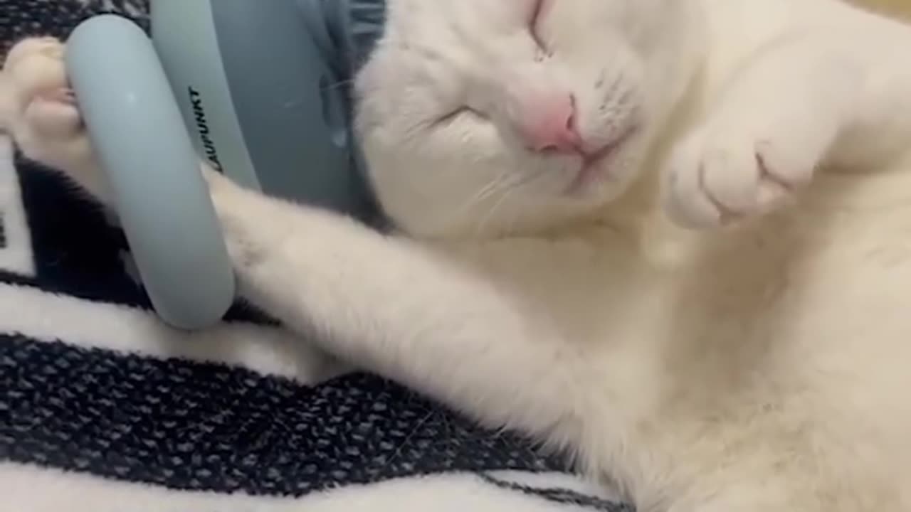 cat massages its head with a massager