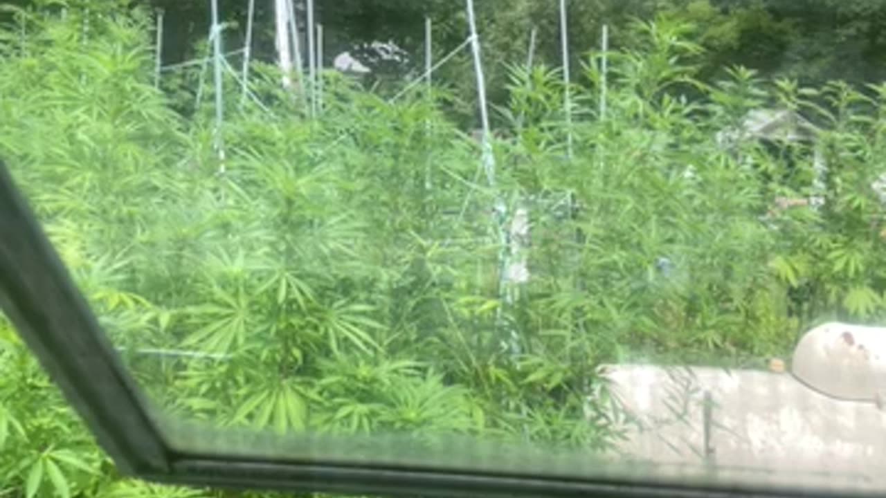 Trump confronts liberals racism head on by Derek Hunter p 05