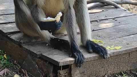 Black monkey eating the lunch 😀