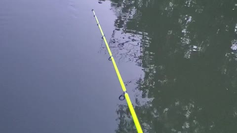 Louisiana Gator