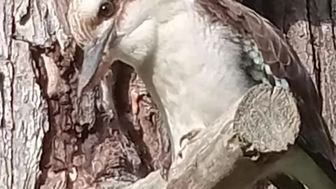 Unclewazza,2024. Gets Stealth assassind By Australian Kookaburra.?