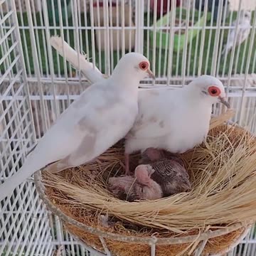 Red Pied Dove Breeding #dove #pied #pieddove
