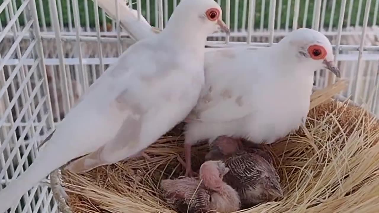 Red Pied Dove Breeding #dove #pied #pieddove