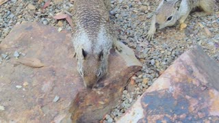 Chomping Down 🥯🐿️