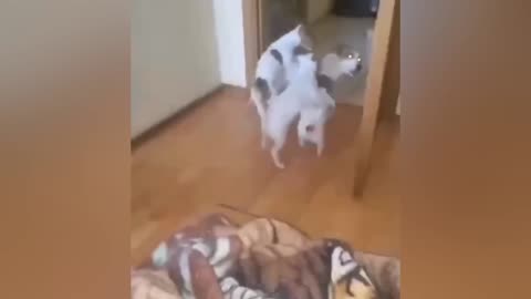 New Funny Animals🐧 Funniest CATSbAnd DOGS 😺🐶 024 #21