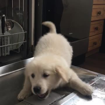 Cute Golden Retriever puppy plays on dishwasher