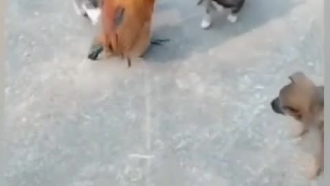 Dog vs Chicken 2🐶🐓