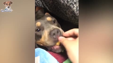ANIMALS REACTION TO FOOD