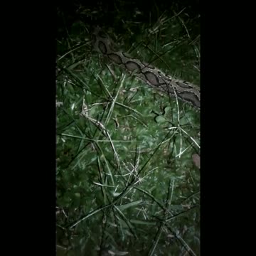 6 feet long Russell viper