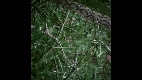 6 feet long Russell viper
