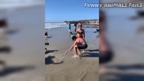 Funny Dogs, Cats and Animals Videos TRY Not to Laugh! # 101!
