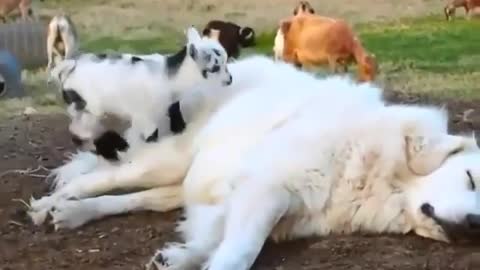 Funny animal compilation,funny animals,animals funny