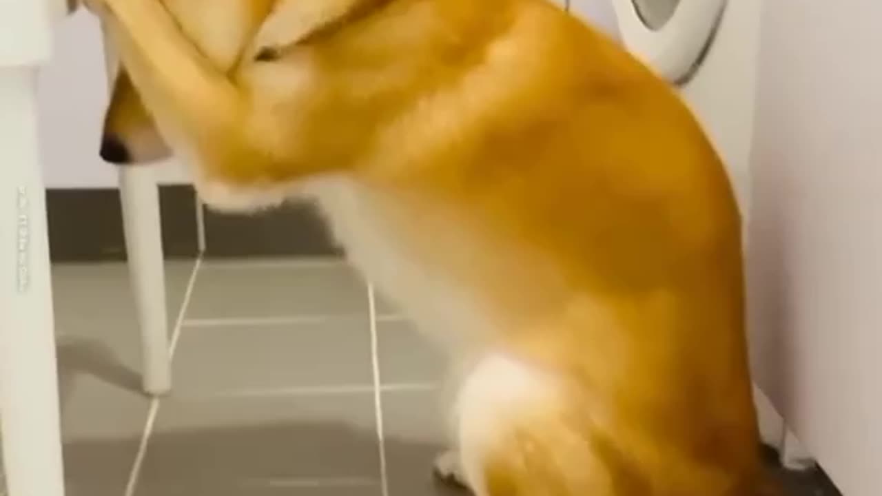 A DOG THAT PRAYS BEFORE DINNER
