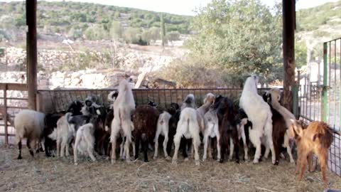 Beautiful scene of goats and sheepVideo