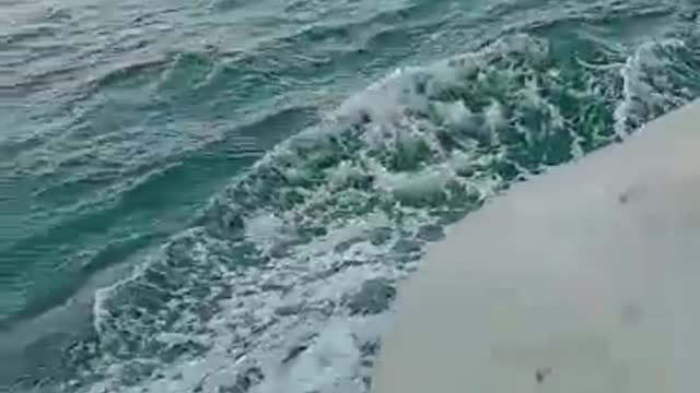 Risky Drive Ocean Fish Broad