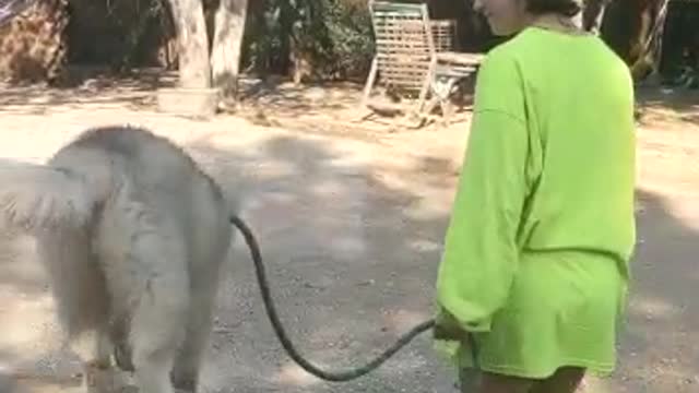 Kali training Brandy Dog training