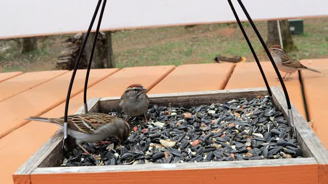 BIRD FEEDING fun video for BIRDWATCHERS