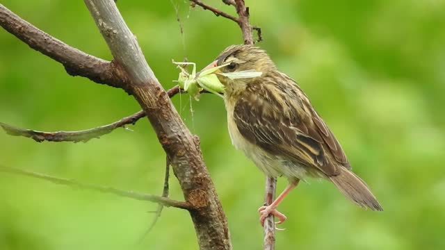 A bird catches a large insect in its mouth