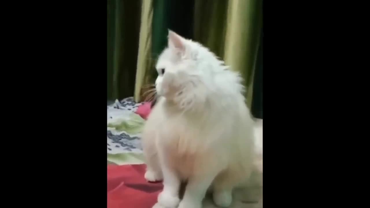 Animal funny video 😅😅😂🤣😂😲🤣😁