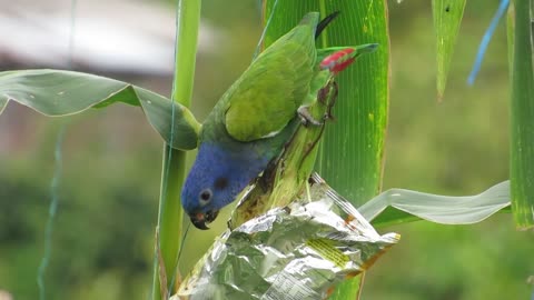 Parrots Opens Up His Food Stock