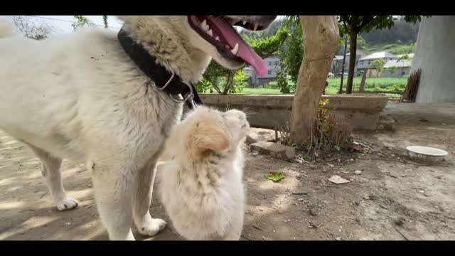 cute white dog