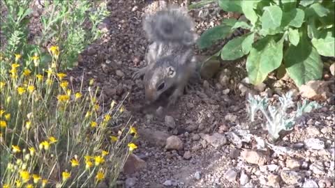 Baby squirrel eating