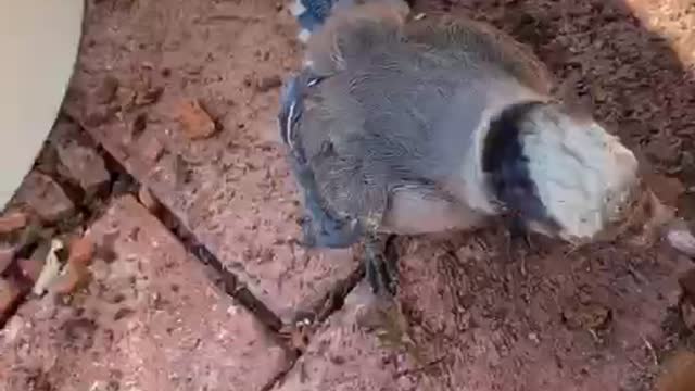 Baby Bluejay has a Lot to Say