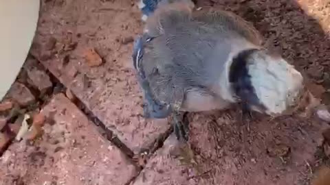 Baby Bluejay has a Lot to Say