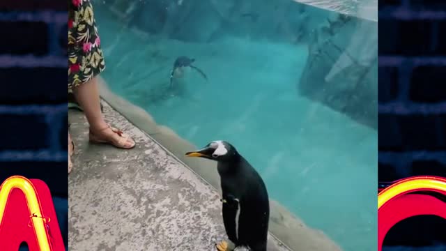 penguin cute videos